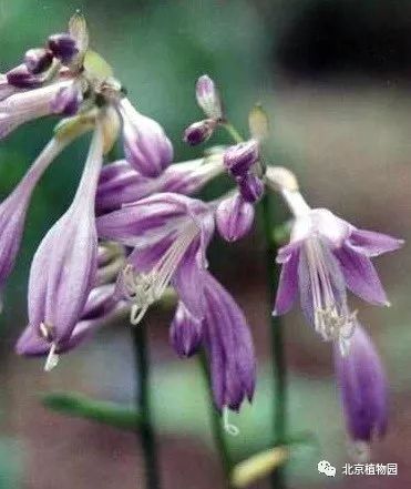 最耐寒的玉簪品种,北京植物园园艺