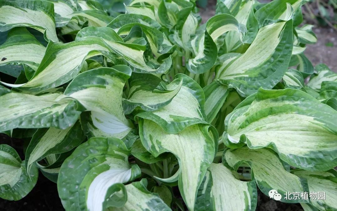 最耐寒的玉簪品种,北京植物园园艺