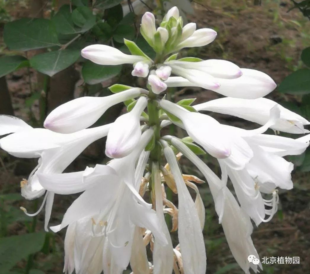 最耐寒的玉簪品种,北京植物园园艺