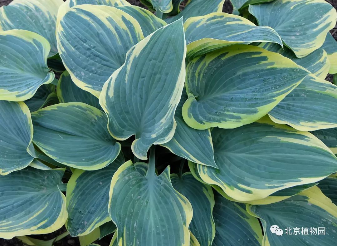 最耐寒的玉簪品种,北京植物园园艺