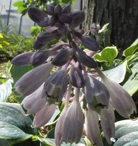 最耐寒的玉簪品种,北京植物园园艺