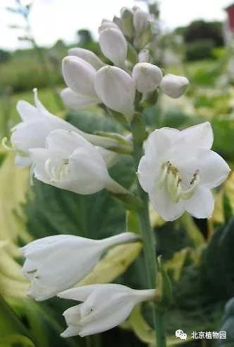 最耐寒的玉簪品种,北京植物园园艺