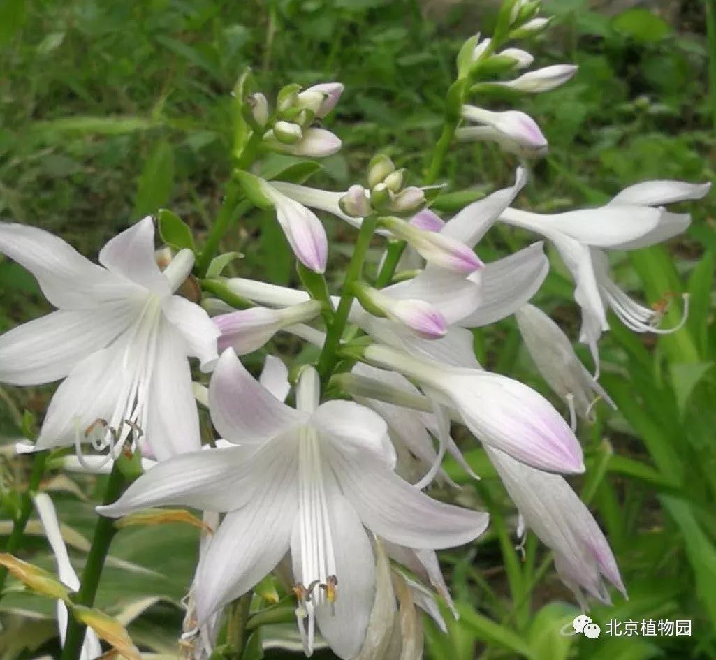 最耐寒的玉簪品种,北京植物园园艺