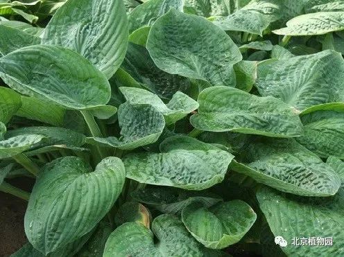 最耐寒的玉簪品种,北京植物园园艺