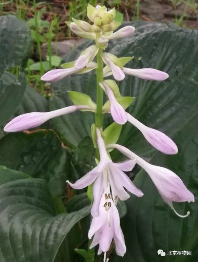 最耐寒的玉簪品种,北京植物园园艺