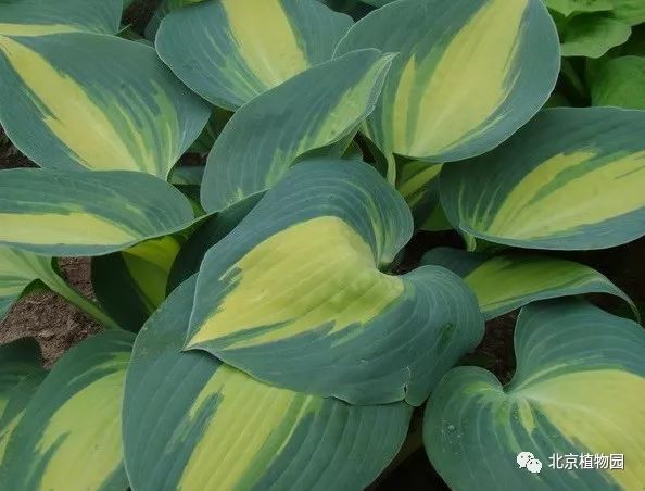 最耐寒的玉簪品种,北京植物园园艺