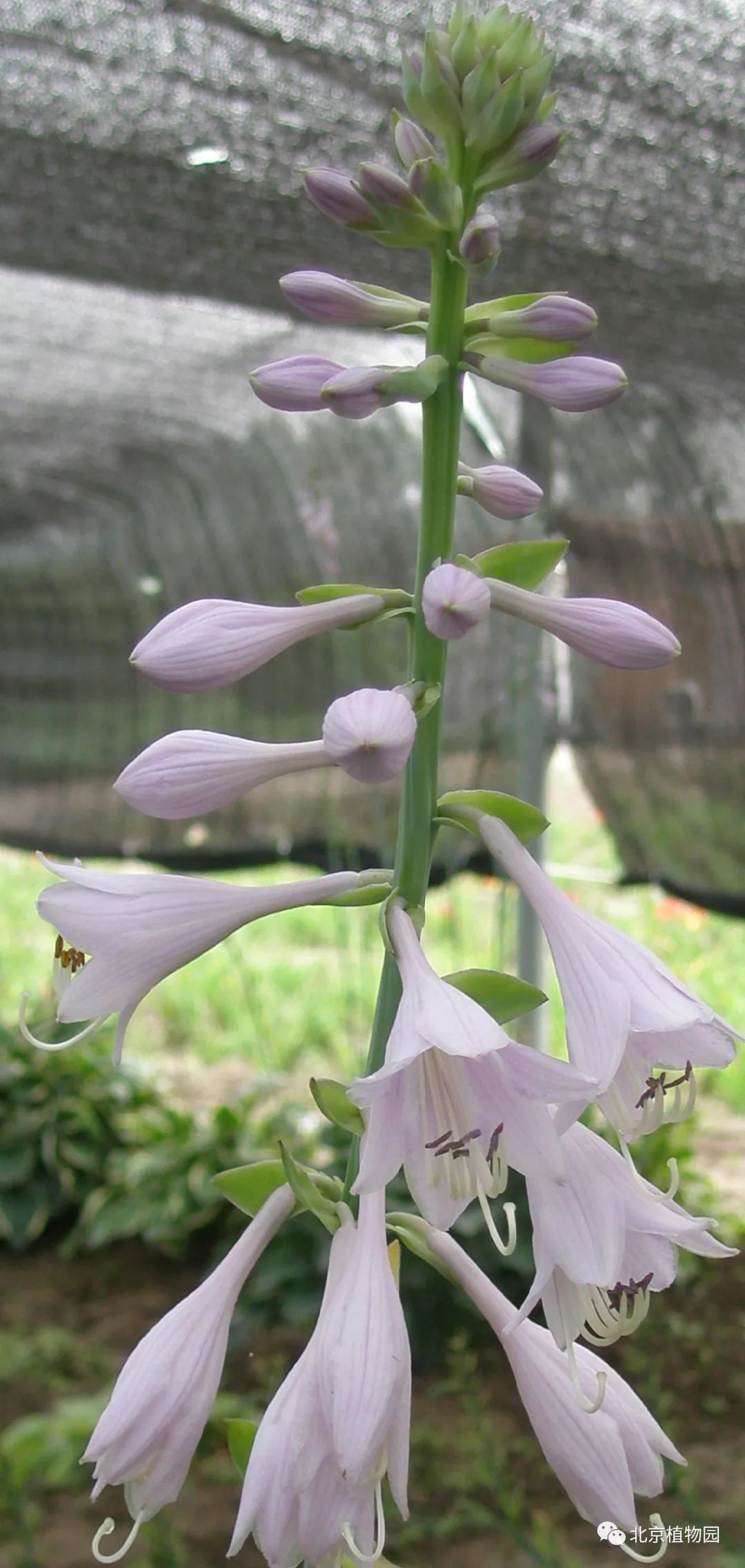 最耐寒的玉簪品种,北京植物园园艺