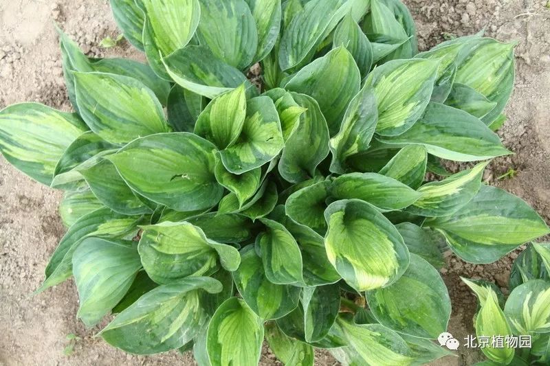 最耐寒的玉簪品种,北京植物园园艺