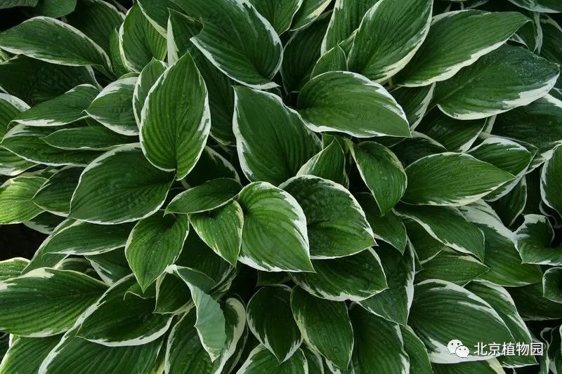 最耐寒的玉簪品种,北京植物园园艺