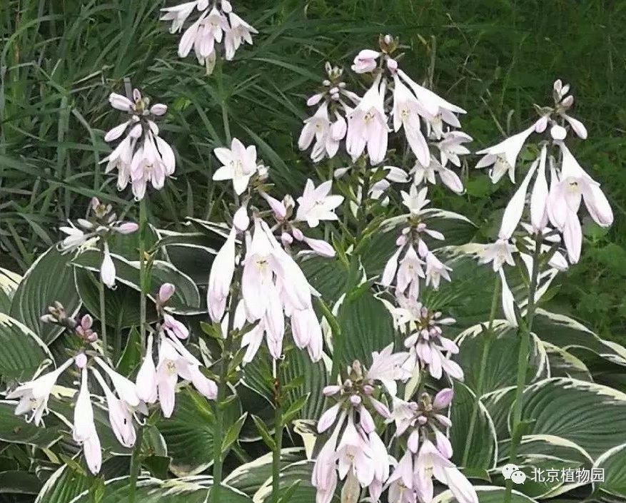 最耐寒的玉簪品种,北京植物园园艺