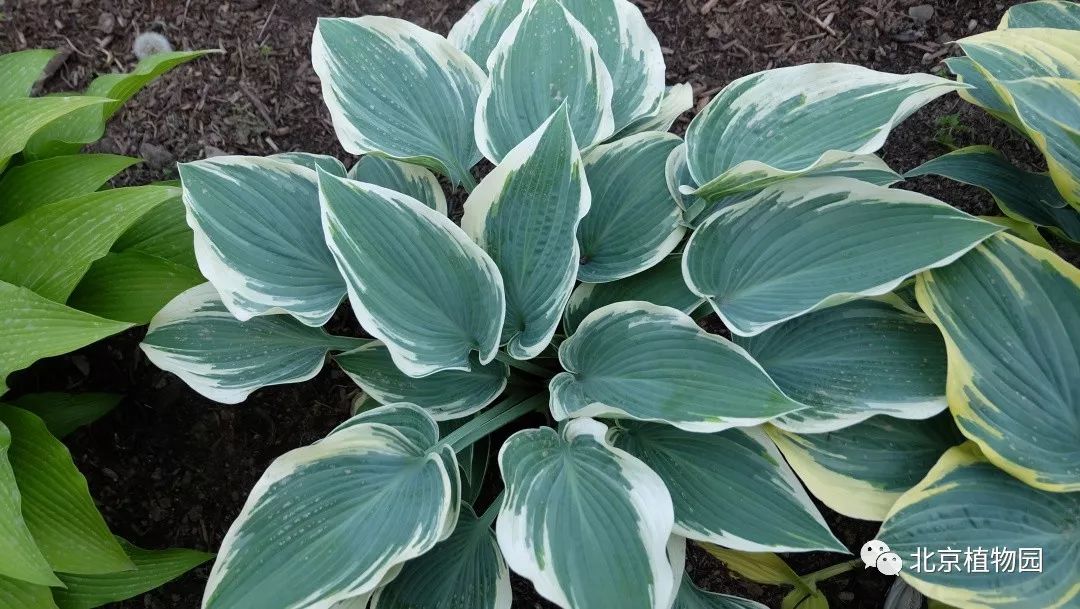 最耐寒的玉簪品种,北京植物园园艺