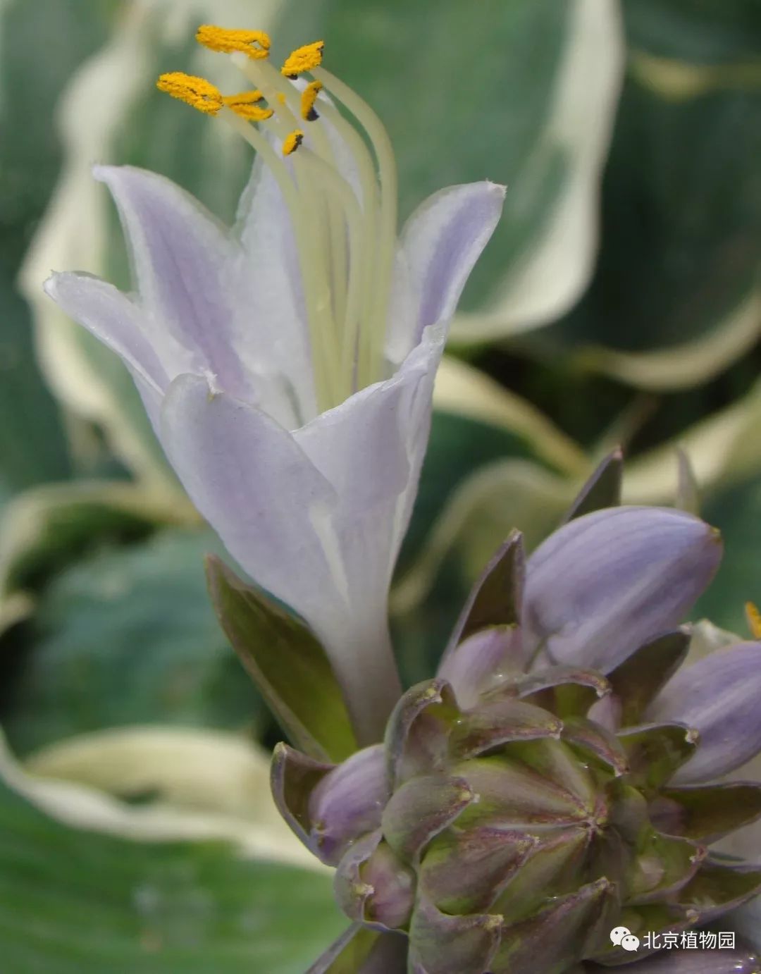 最耐寒的玉簪品种,北京植物园园艺