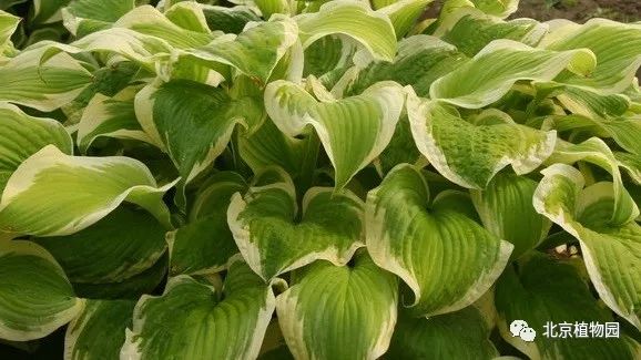 最耐寒的玉簪品种,北京植物园园艺