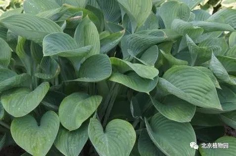 最耐寒的玉簪品种,北京植物园园艺