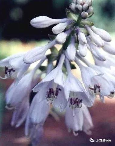 最耐寒的玉簪品种,北京植物园园艺