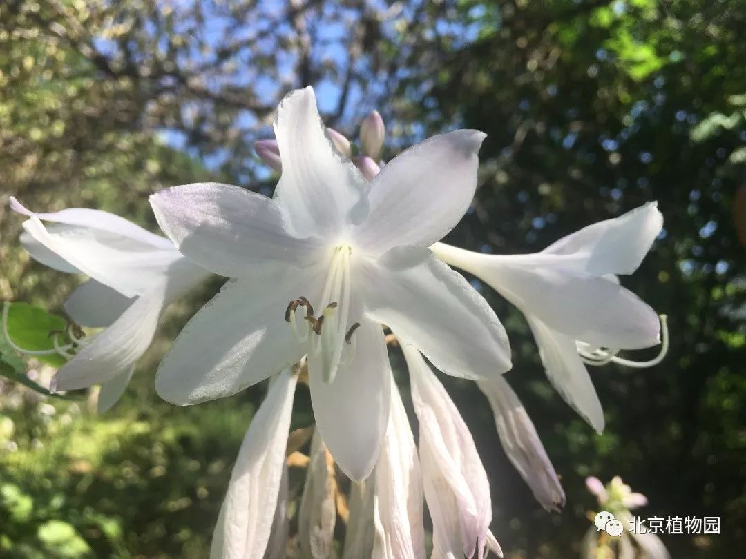 最耐寒的玉簪品种,北京植物园园艺