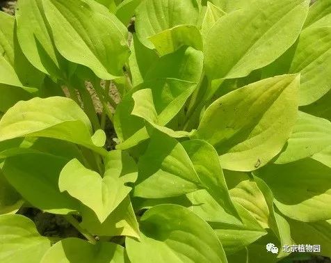 最耐寒的玉簪品种,北京植物园园艺