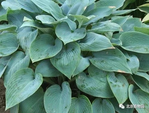 最耐寒的玉簪品种,北京植物园园艺