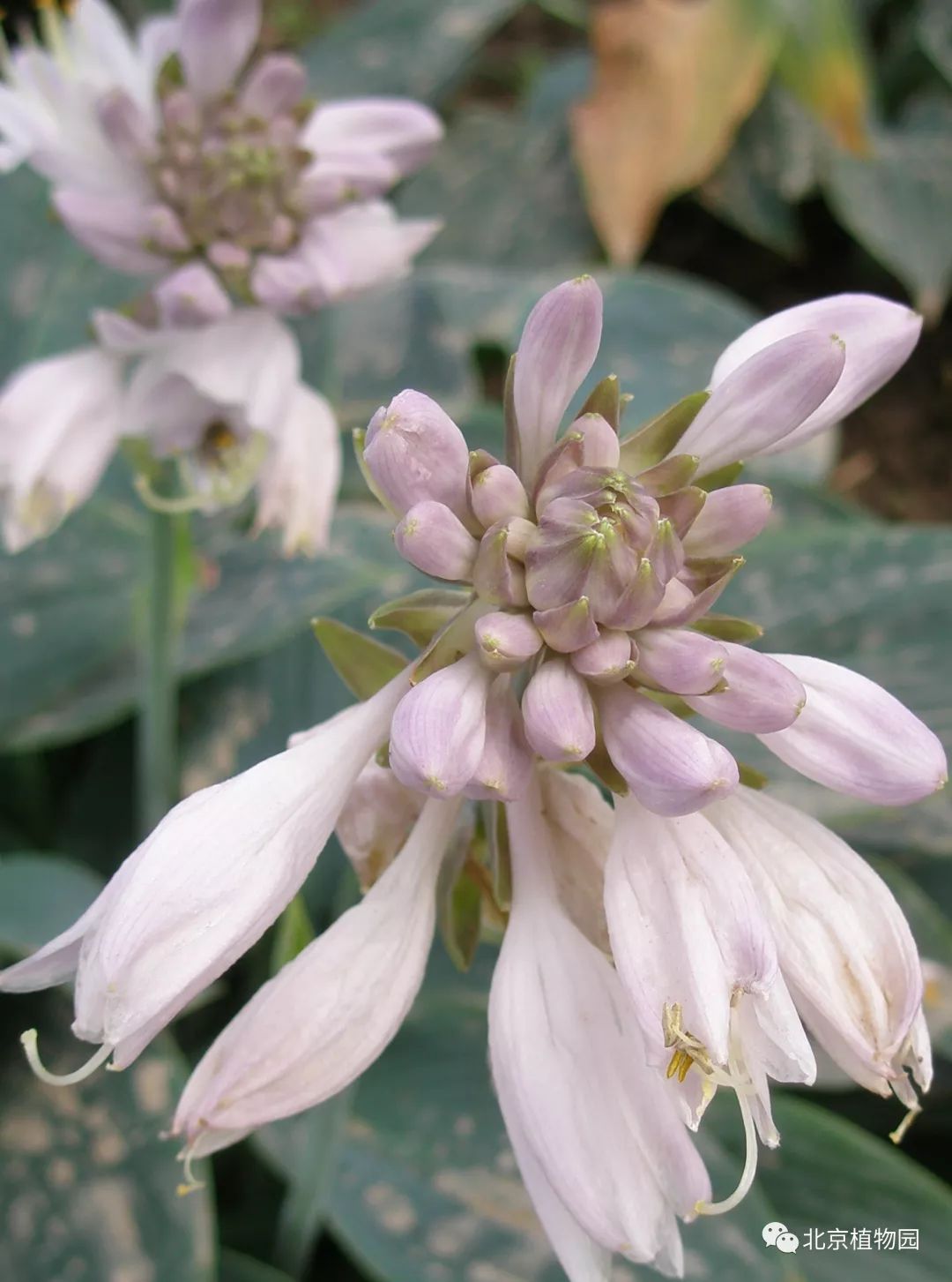 最耐寒的玉簪品种,北京植物园园艺