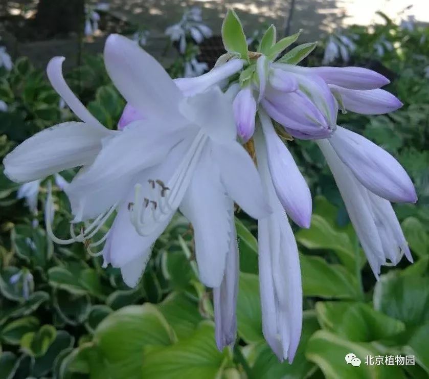 最耐寒的玉簪品种,北京植物园园艺