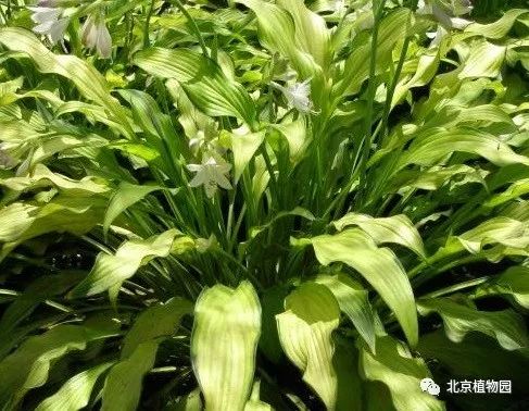 最耐寒的玉簪品种,北京植物园园艺