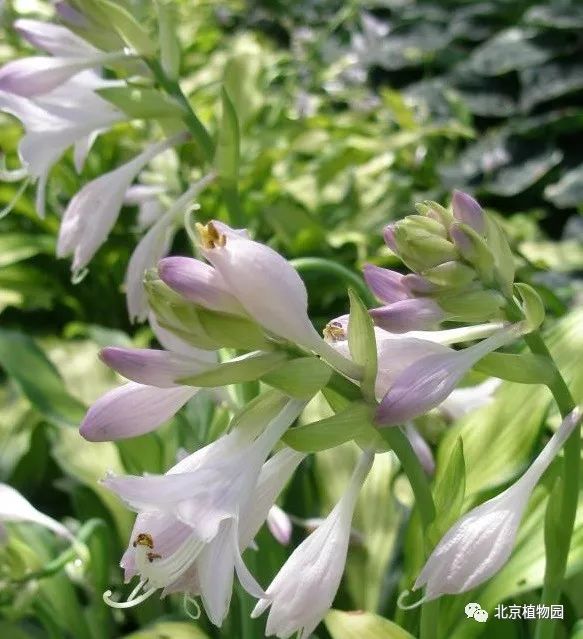最耐寒的玉簪品种,北京植物园园艺