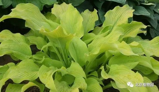 最耐寒的玉簪品种,北京植物园园艺