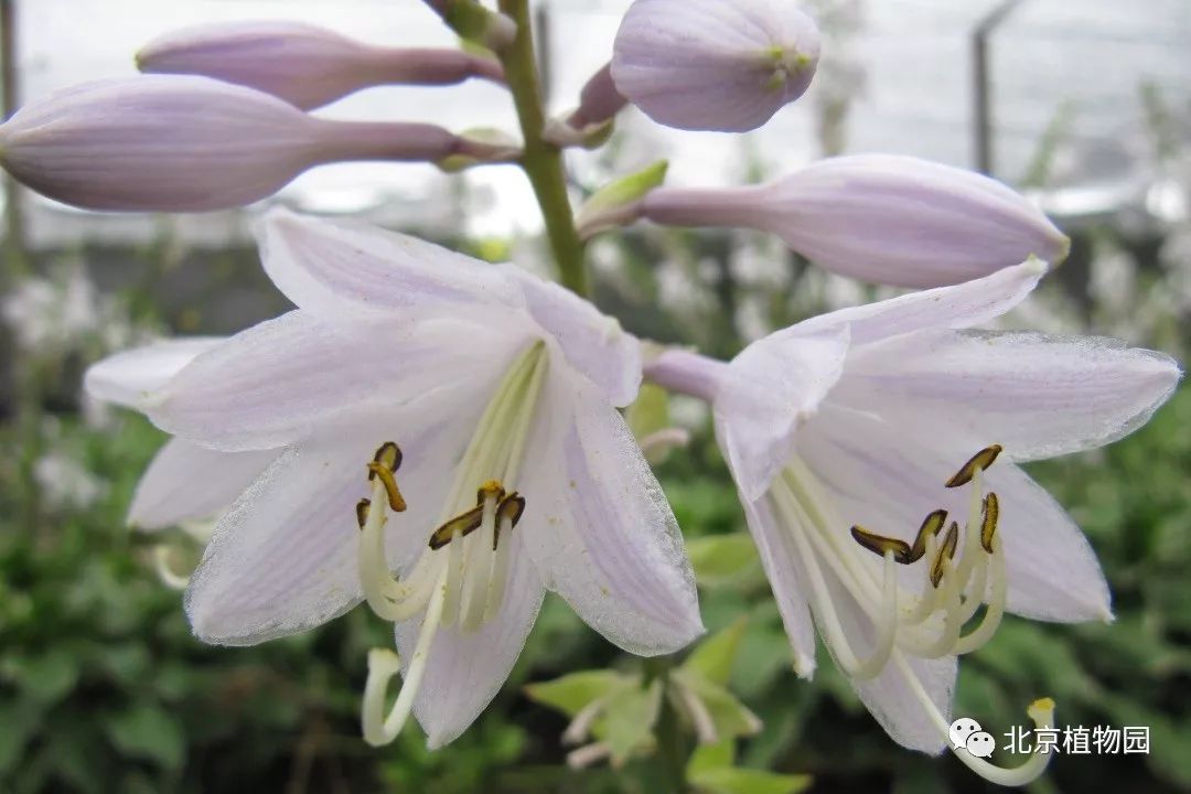 最耐寒的玉簪品种,北京植物园园艺