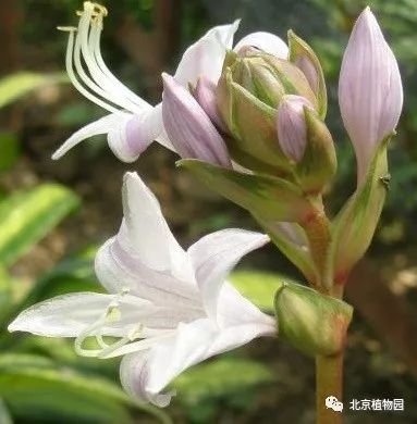 最耐寒的玉簪品种,北京植物园园艺