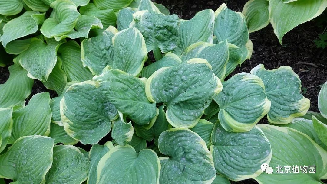 最耐寒的玉簪品种,北京植物园园艺