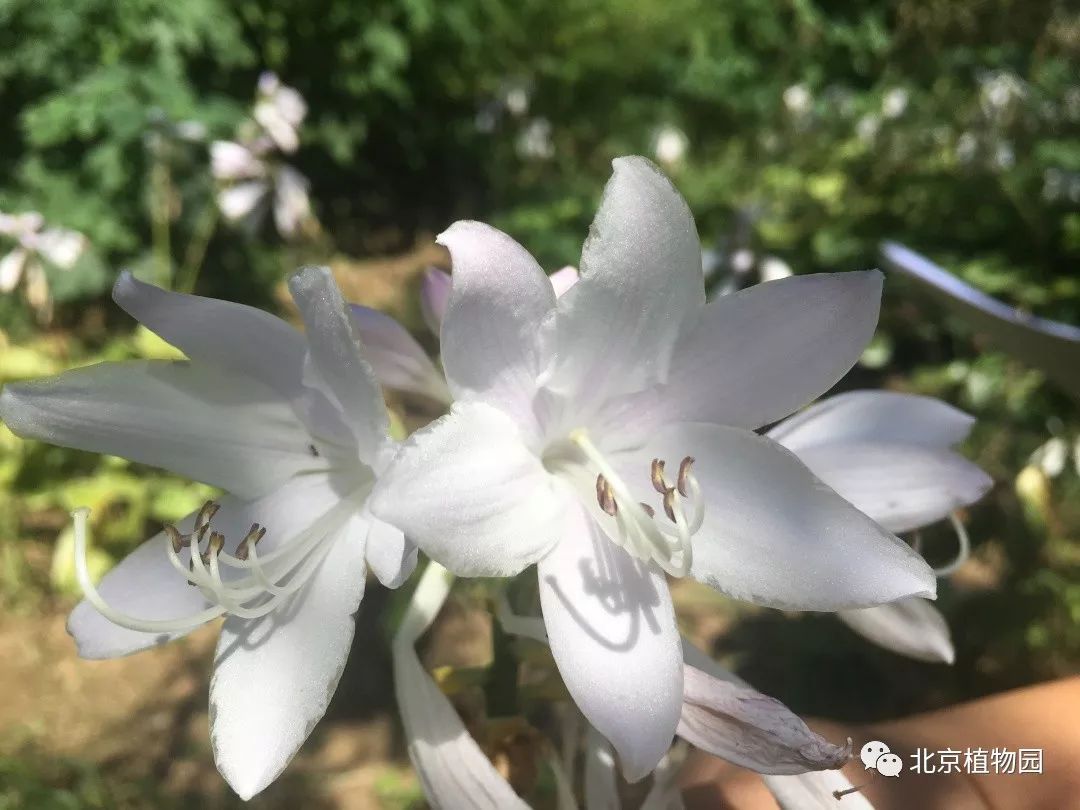 最耐寒的玉簪品种,北京植物园园艺