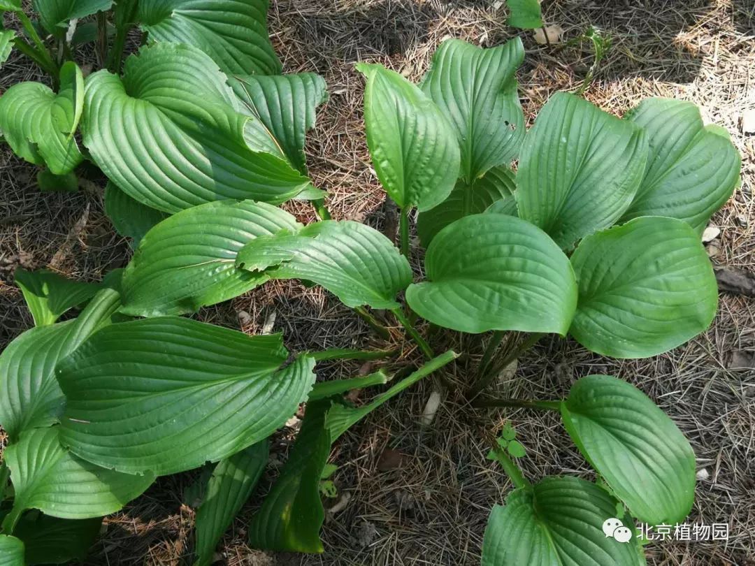 最耐寒的玉簪品种,北京植物园园艺
