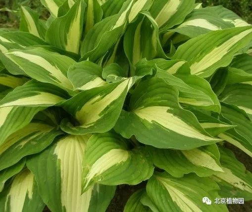 最耐寒的玉簪品种,北京植物园园艺