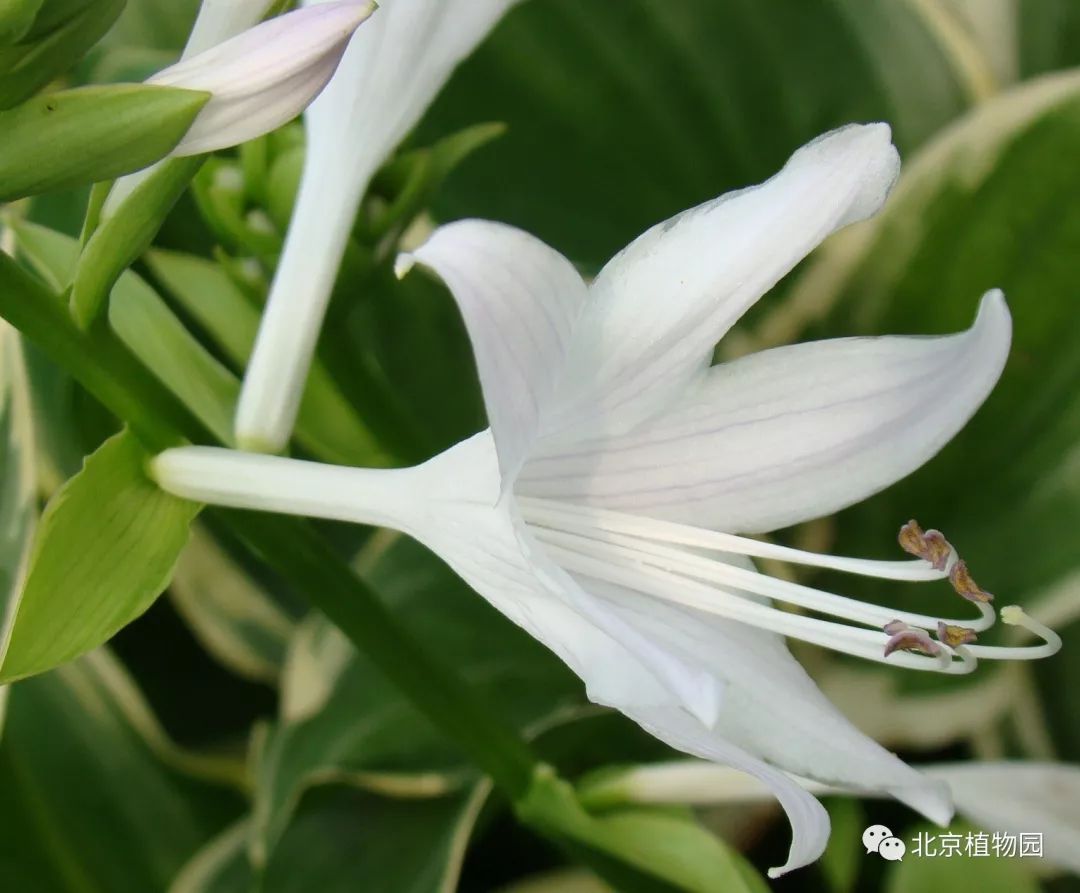 最耐寒的玉簪品种,北京植物园园艺
