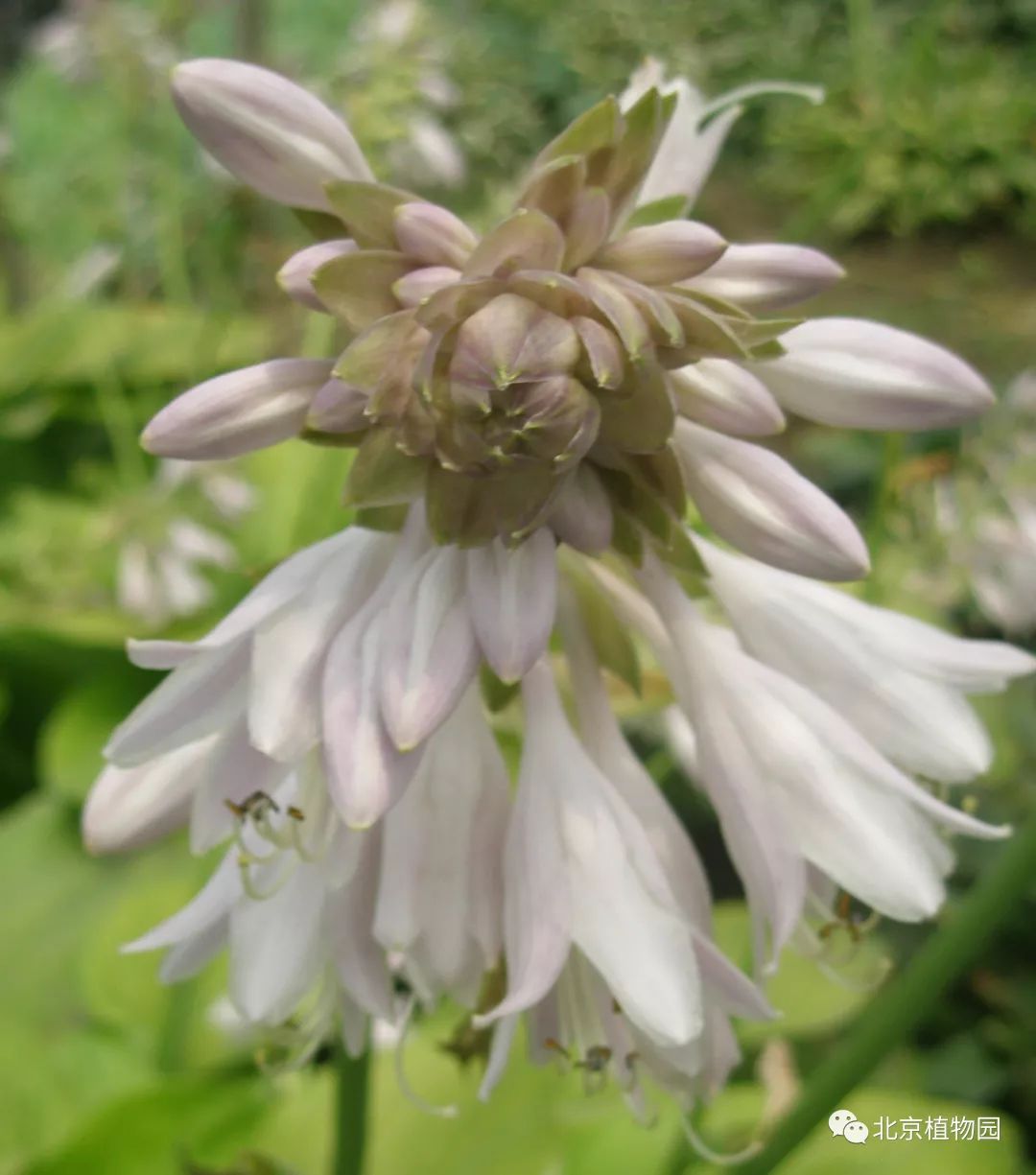 最耐寒的玉簪品种,北京植物园园艺