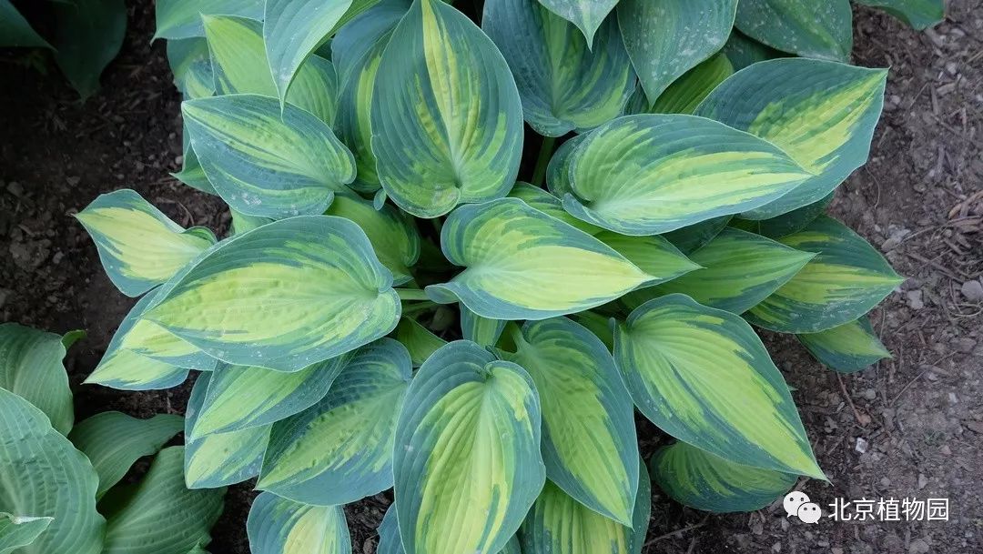 最耐寒的玉簪品种,北京植物园园艺