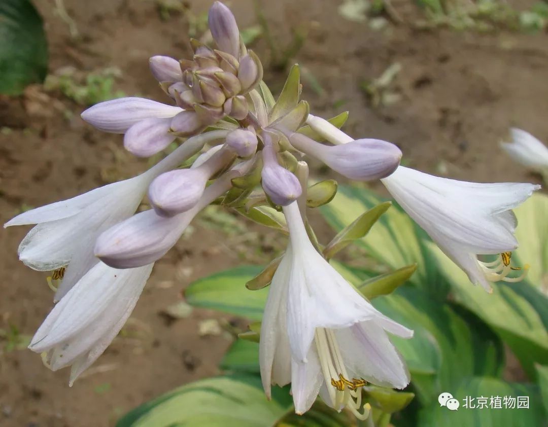 最耐寒的玉簪品种,北京植物园园艺