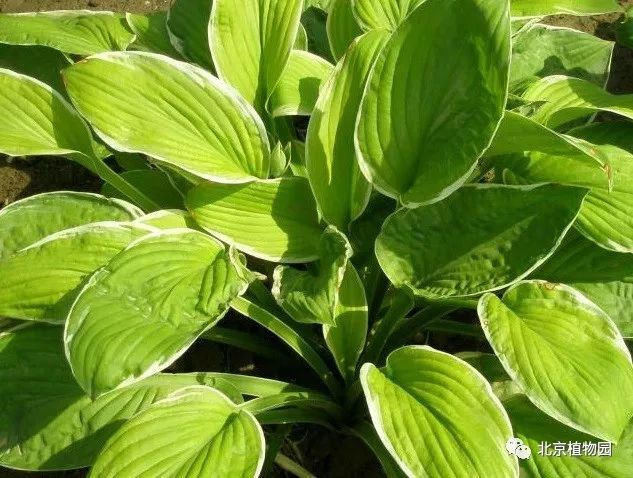 最耐寒的玉簪品种,北京植物园园艺