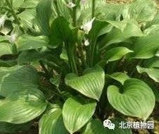 最耐寒的玉簪品种,北京植物园园艺