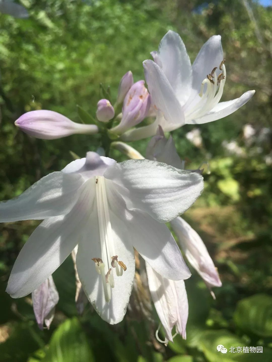 最耐寒的玉簪品种,北京植物园园艺