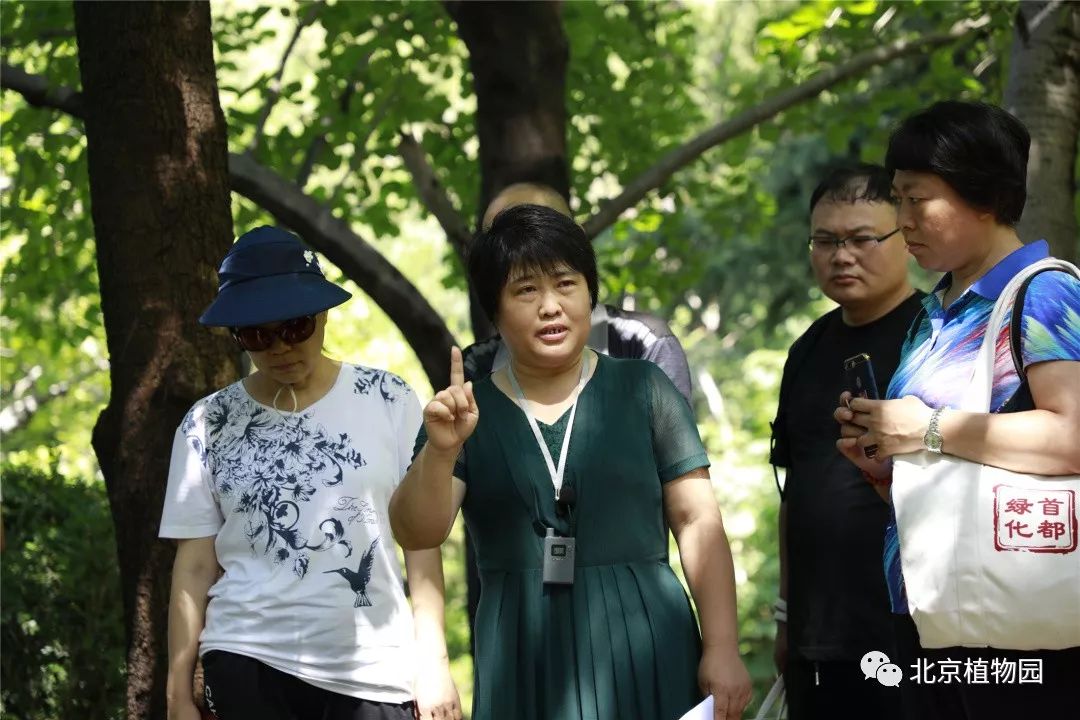 最耐寒的玉簪品种,北京植物园园艺