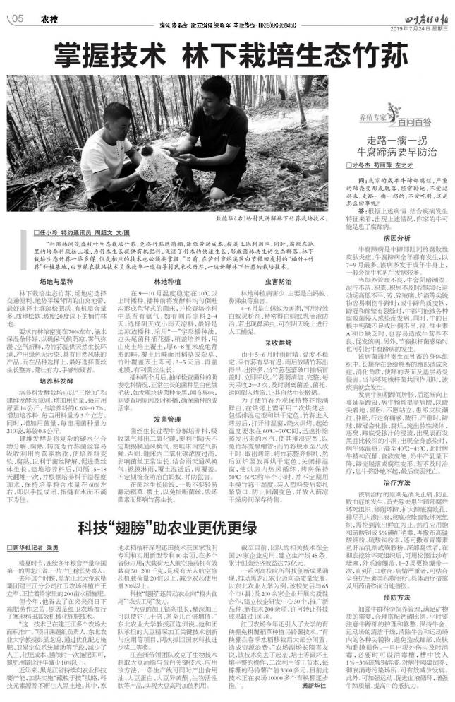 走路一瘸一拐牛腐蹄病要早防治