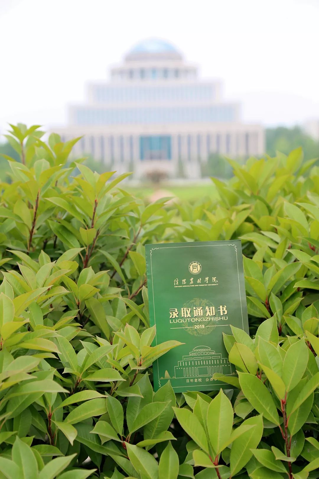 河南高校花式录取通知书,大学录取通知书河南省