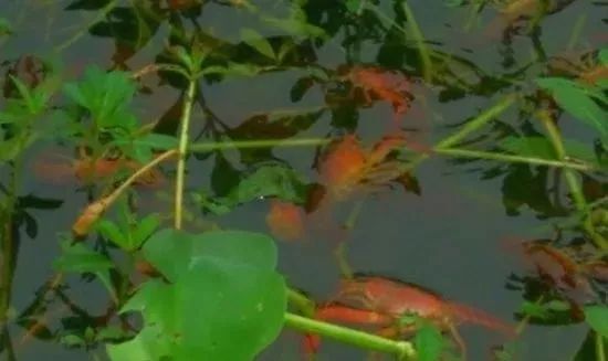 小龙虾十四种常见疾病及其防治方法