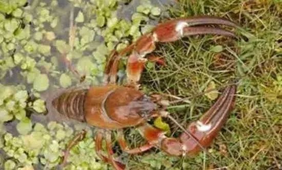 小龙虾十四种常见疾病及其防治方法