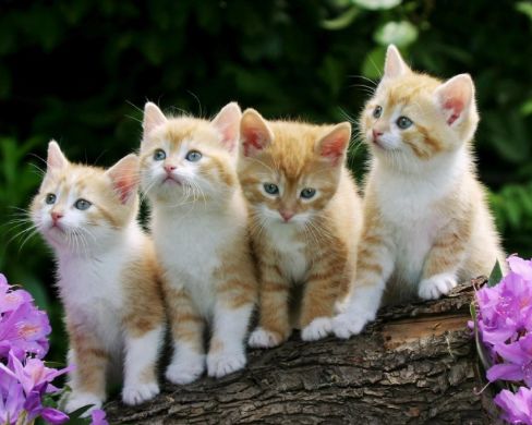 日本小丧猫凭“厌世脸”火遍全网，30w网友心都被萌化了…