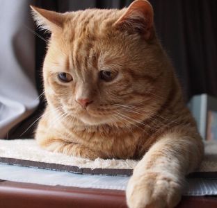 日本小丧猫凭“厌世脸”火遍全网，30w网友心都被萌化了…