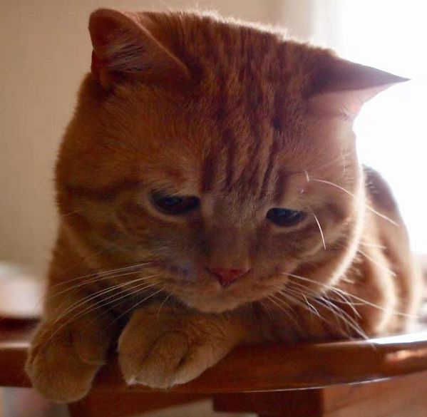 日本小丧猫凭“厌世脸”火遍全网，30w网友心都被萌化了…