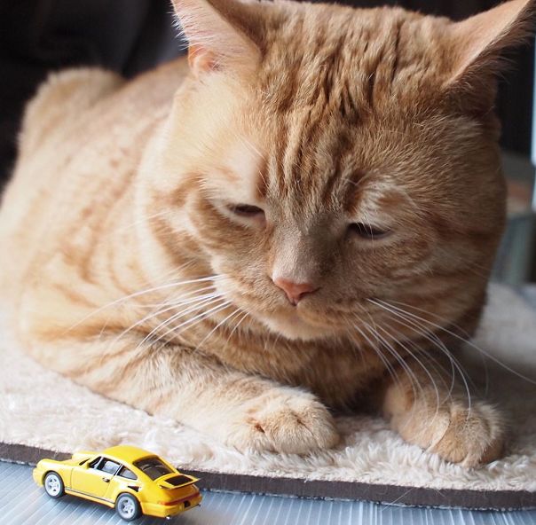 日本小丧猫凭“厌世脸”火遍全网，30w网友心都被萌化了…