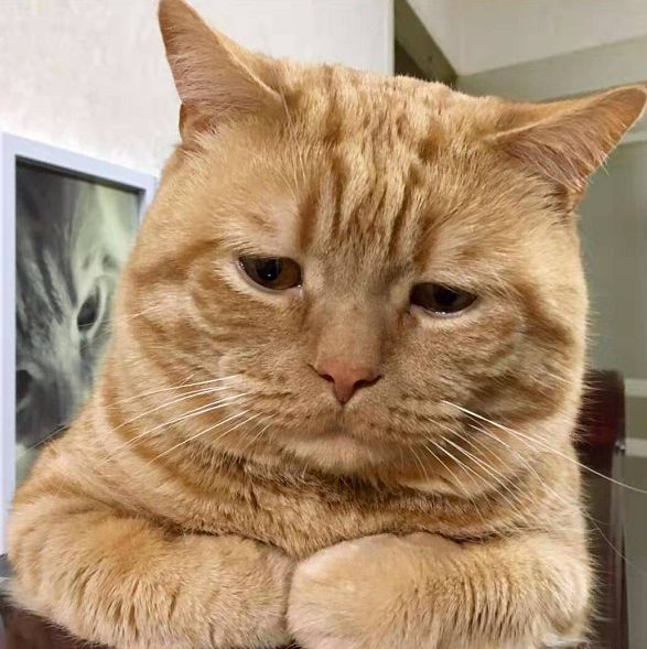 日本小丧猫凭“厌世脸”火遍全网，30w网友心都被萌化了…